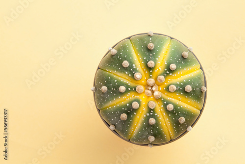 close up of a ball cactus on yellow background. top view.