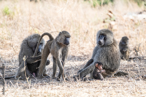 baboon parent and baby