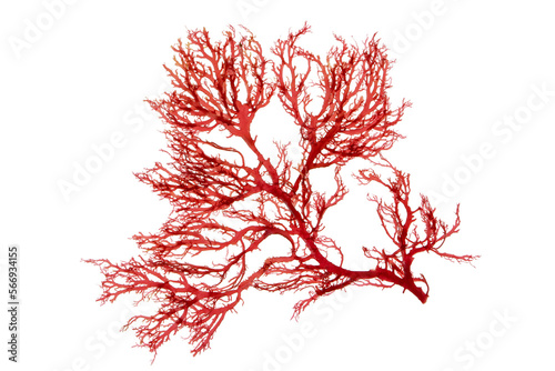 Red seaweed or rhodophyta algae branch isolated transparent png photo