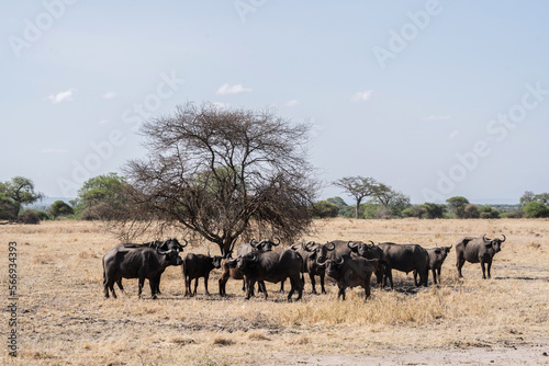 herd of wildebeest in serengeti national park country