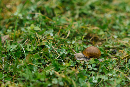 Garden snail crawls on the green grass in summer