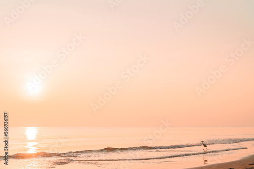 Heron walks on the beach at sunset. Natural marine blank background in pastel gold colors.