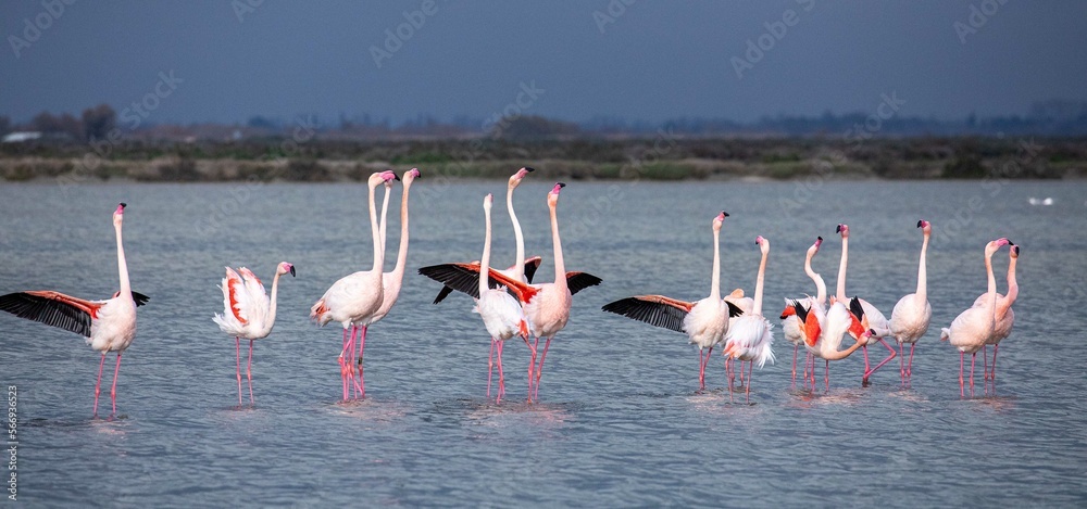 Flamingos im Ebro Delta in Spanien 