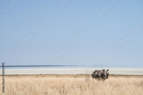 rino in the savannah 