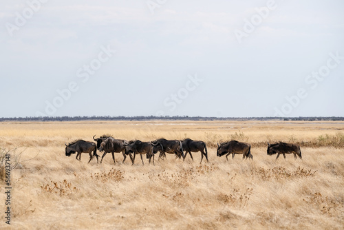 herd of wildebeest in the savannah © Marek
