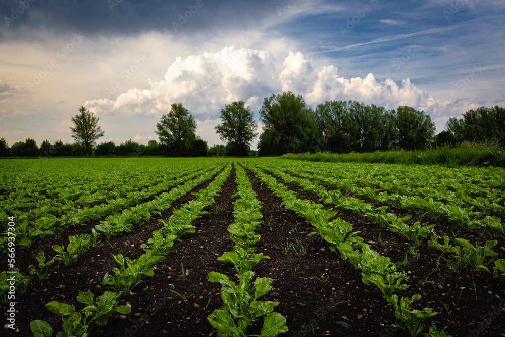 green field and cloudy sky
