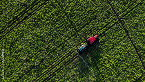 aerial top down view process of spraying with chemicals and pesticides fields with potatoes. Growing potatoes in fields cultivating vegetables. tractor pulls barrel with irrigation system behind it.