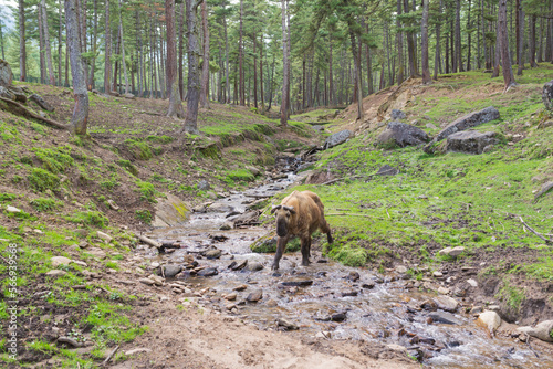 Wallpaper Mural Takin in the forest Torontodigital.ca
