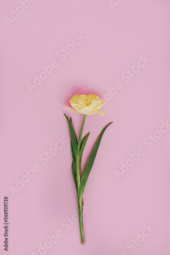 Yellow tulip on a pastel pink background. Holiday gift, greeting card for Easter, Birthday, Valentine's Day. Copy space © Sunshine