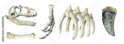 Hand drawn dinosaur bones illustration set. Tyrannosaurus Rex watercolor scull, rins, paw, tooth, skeleton fossils
