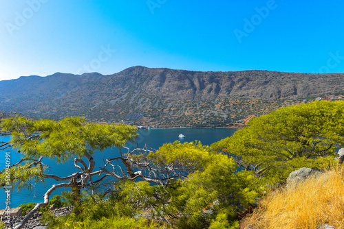 Pinie (Pinus pinea) auf der Insel Spinalonga (Kalydon) in Elounda, Agios Nikolaos, Kreta (Griechenland)