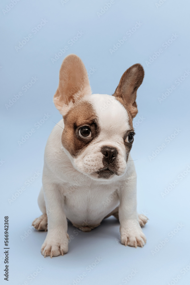 Fototapeta premium French bulldog puppy waiting for food and looking aside with curiosity. Studio shot of a lovely French Bulldog sitting on blue background. French Bulldog puppy 3 months old
