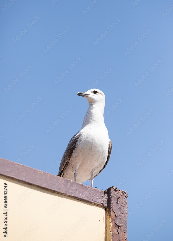 Seagull sits on the beach by the sea. Seagull sits on the beach by the sea.