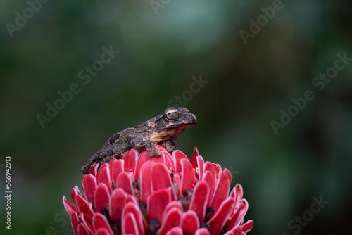 brown frog sitting on a red flower