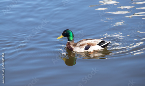 Wild duck swims in the water, nature.