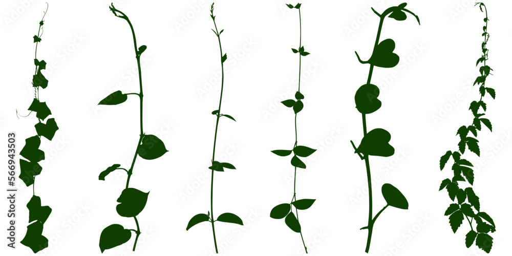 green leaves background. Plant flower, Vine Liana ivy plant bush nature jungle rainforest. - obrazy, fototapety, plakaty 