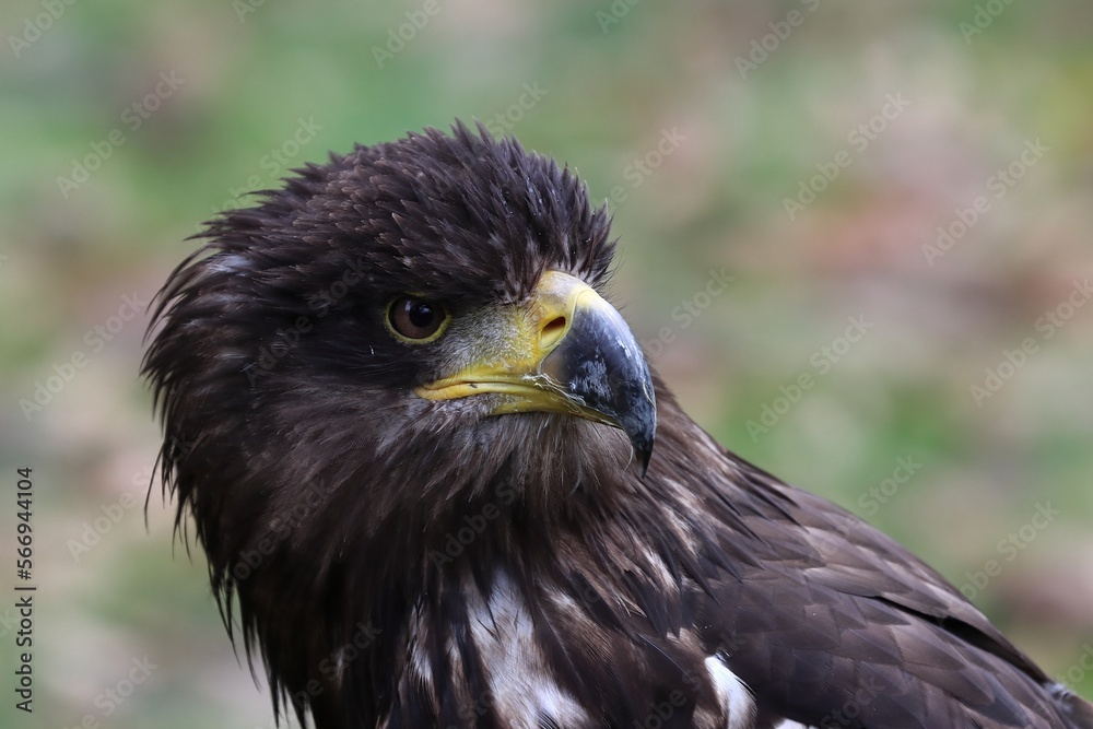 Young agressive disturbed sea eagle