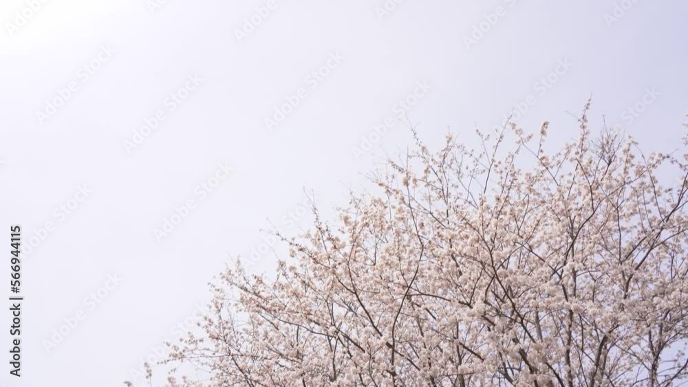 満開の桜並木をティルトダウン撮影