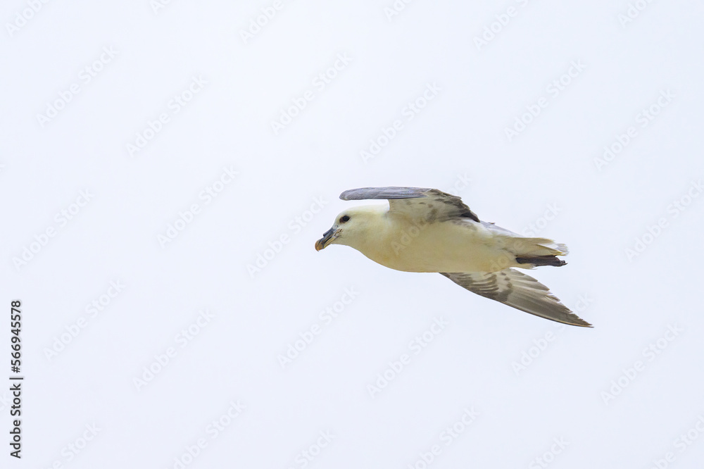 A Northern Fulmar in flight on a beach A Northern Fulmar in flight on a beach