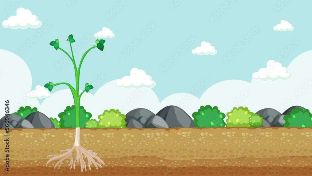 2D animation showing the internal stem structure