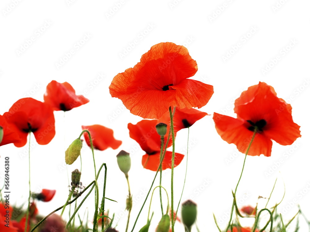 Fototapeta premium Red flowers, poppy isolated on white.