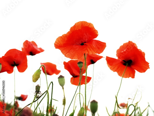 Red flowers  poppy isolated on white.