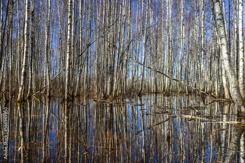 Flooded birch forest in Soomaa, Estonia. Spring sunny day