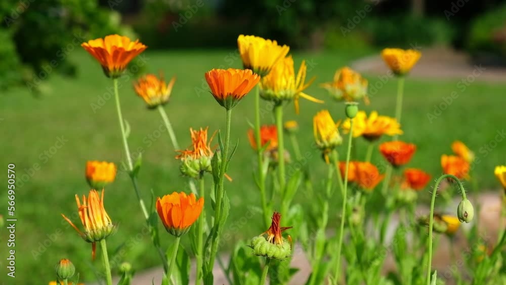 Beautiful orange calendula officinalis on stem. Marigold flowers, ruddles. Natural floral background. Ornamental plant for landscaping park. Garden design with flower bed. Bright floristic Wallpaper Beautiful orange calendula officinalis on stem. Marigold flowers, ruddles. Natural floral background. Ornamental plant for landscaping park. Garden design with flower bed. Bright floristic Wallpaper