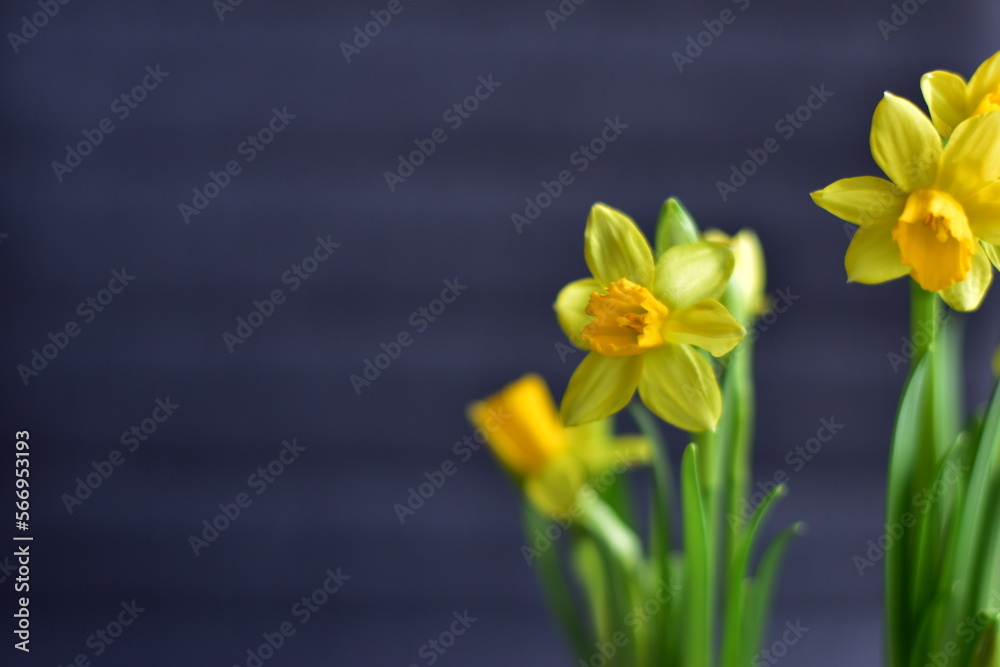 Fototapeta premium frühlingsmotiv narzisse mit dunklem hintergrund