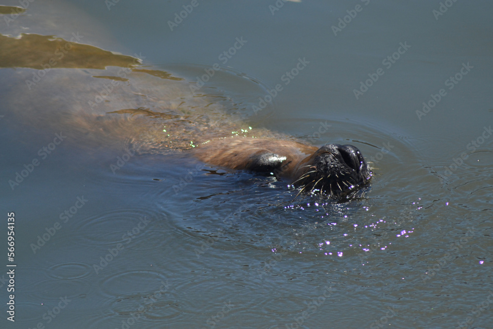 Obraz premium a sea lion on the coast of Chile
