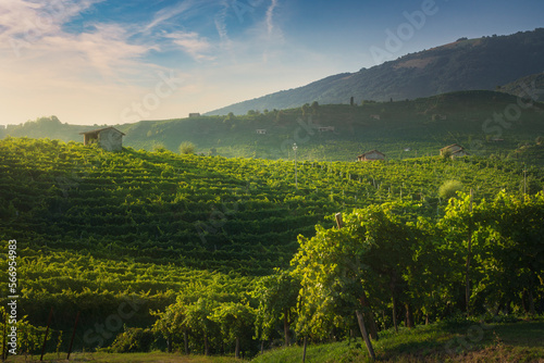 Vineyards of Prosecco at sunset. Valdobbiadene, Veneto region, Italy