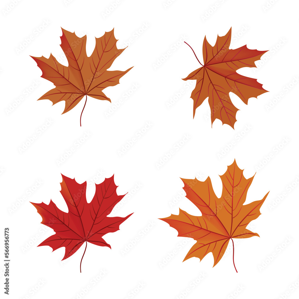 Set of realistic maple leaves isolated on a white background. Autumn maple tree leaf for the design of greeting cards, holiday banners, and posters. Set of realistic maple leaves isolated on a white background. Autumn maple tree leaf for the design of greeting cards, holiday banners, and posters.