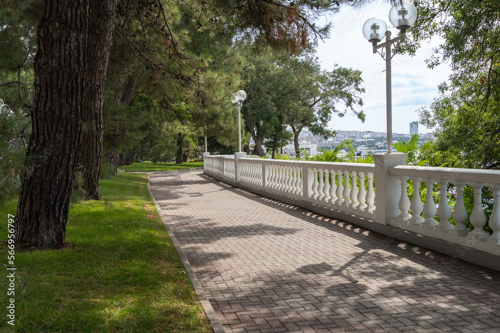 Fototapeta premium Gelendzhik bay. Embankment of resort city. Shady alley of Pitsunda pines along pedestrian area paved with paving slabs. Blurred background. Selective focus. Atmosphere of serene rest and relaxation.