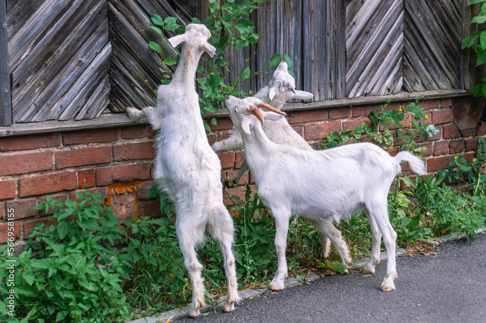 Young goats eat leaves from a bush near an old and dilapidated wooden