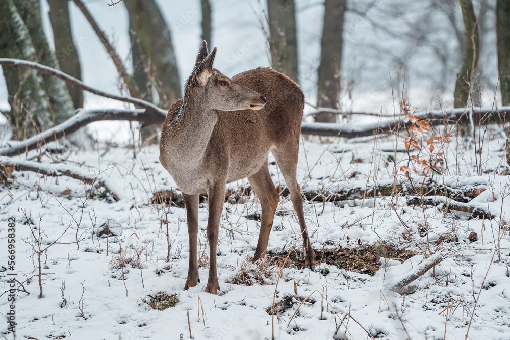 Fototapeta premium Deer standing in a forest
