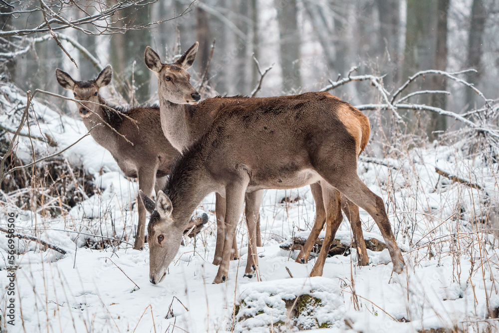 Deer standing in a forest