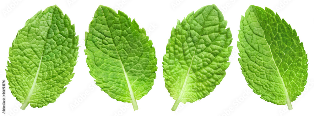 Fresh mint leaves cut out Fresh mint leaves cut out