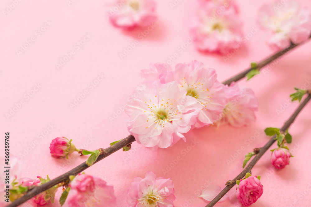Obraz premium branches of blossoming almonds on pink background