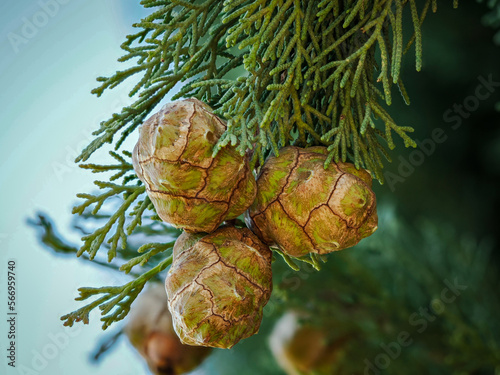 Cupressus torulosa photo