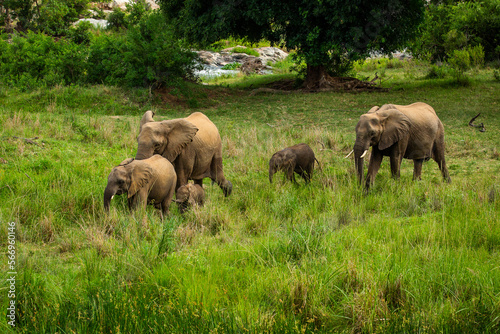 Herd of elephants walking to watering hole