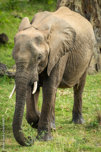 Portrait of a female african elephant 