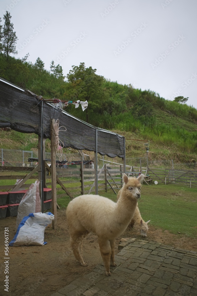 Obraz premium Portrait of a cute white alpaca in the alpaca club farm