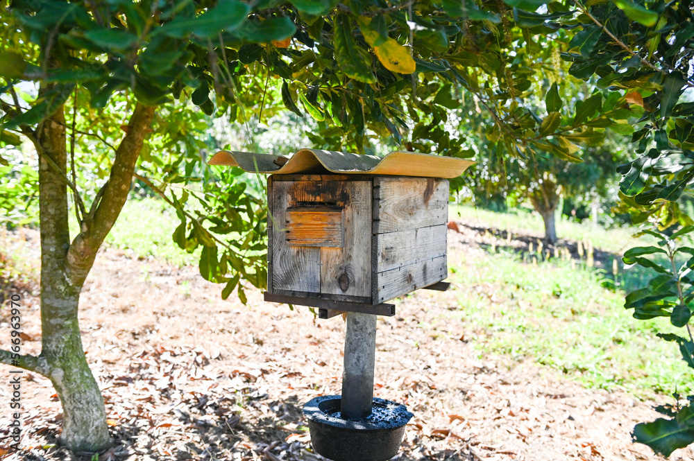 bee house beehive in the garden, wooden honeycomb in the tropical orchard under the tree bee house beehive in the garden, wooden honeycomb in the tropical orchard under the tree