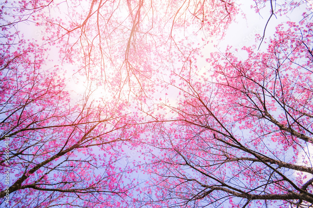 Bottom view background, Wild Himalayan Cherry Blossom, beautiful pink sakura flower at winter landscape tree view from bottom up with blue sky Bottom view background, Wild Himalayan Cherry Blossom, beautiful pink sakura flower at winter landscape tree view from bottom up with blue sky