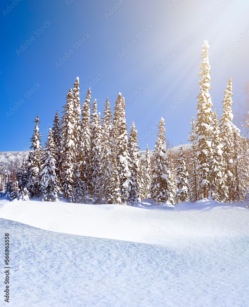 winter landscape. Forest and snowdrifts in the sun winter landscape. Forest and snowdrifts in the sun