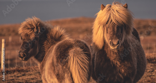 Splendidi cavalli Islandesi illuminati da un incredibile luce rossa del tramonto. photo