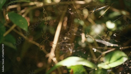 Nephilinae Spider on Web in Forest photo