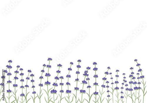 Lavender flowers horizontal frame border. Beautiful violet lavender flowers background. Isolated on white background.