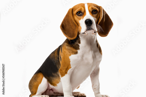 Beagle Dog Breed on a Pure White Background