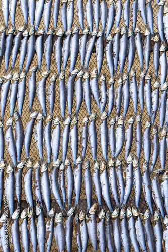 Gutted fish is dried on a metal mesh background